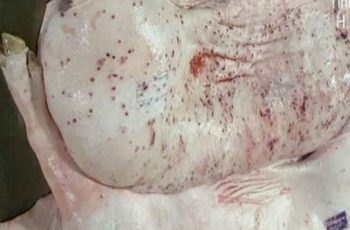 Lộ sai phạm kiểm soát tại lò mổ heo cho Công ty C.P Việt Nam Lộ sai phạm kiểm soát tại lò mổ heo cho Công ty C.P Việt Nam