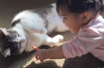 Bé trai không qua khỏi vì mèo cào Bé trai không qua khỏi vì mèo cào