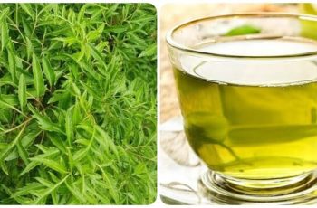 Uống nước lá đinh lăng cực tốt với 3 người này, đừng bỏ phí!