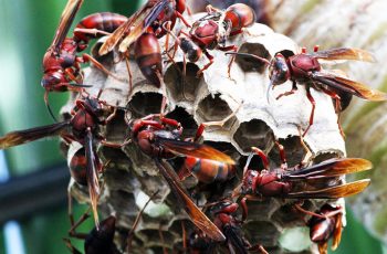 Vụ mẹ tử vong, con 3 tuổi nhập viện do bị ong vò vẽ đốt: Người mẹ lấy thân che chắn cho con, chịu đến 200 vết đốt